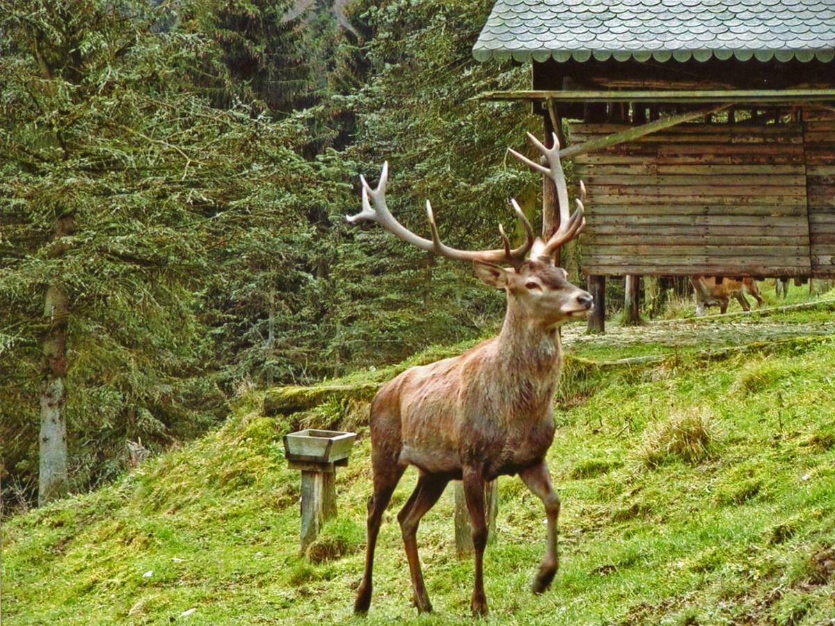 Ferienwohnung Gierse Schmallenberg Dış mekan fotoğraf